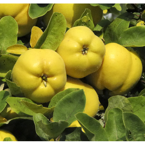 Айва Золотиста (яблукоподібна)