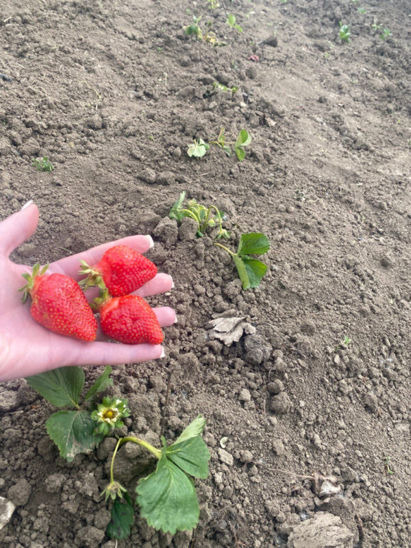 Полуниця "Альба" (дуже сорт ранній) 10 шт 150грн