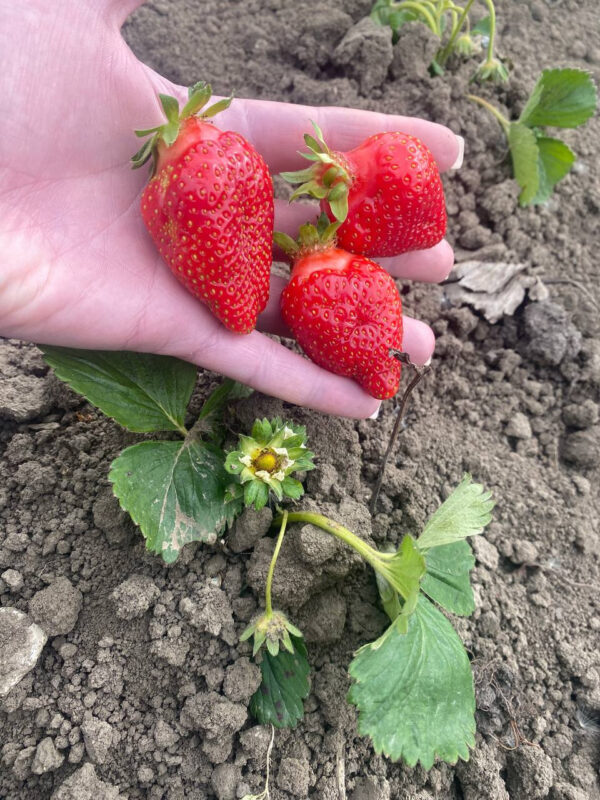 Полуниця "Альба" (дуже сорт ранній) 10 шт 150грн