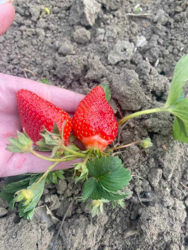 Полуниця "Альба" (дуже сорт ранній) 10 шт 150грн