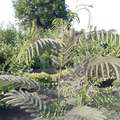 Акація ленкоранська "Альбіція"