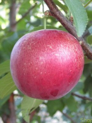 Алича "Десертна рання" (Ранній сорт)