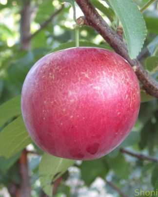 Алича "Десертна рання" (Ранній сорт)