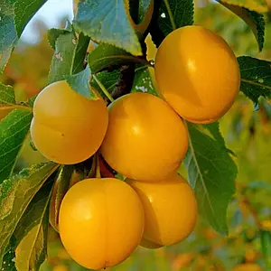 Алича "Рум'яна зорька"(Пізній сорт)