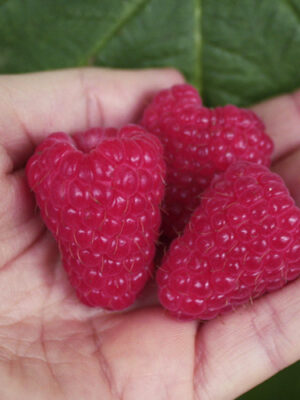 amira-02-500x500-1.jpg Малинове дерево "Королівська влада"(Ягоди крупні)