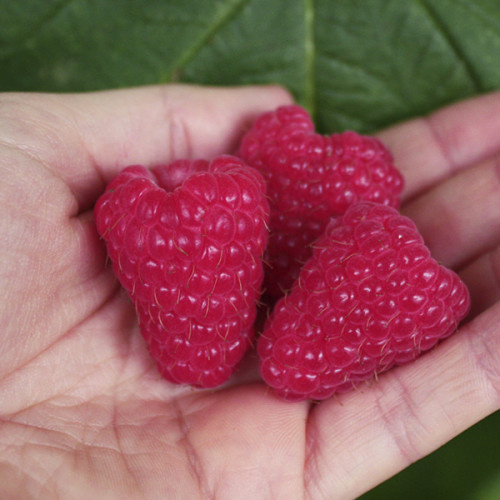 Малинове дерево "Королівська влада"(Ягоди крупні)