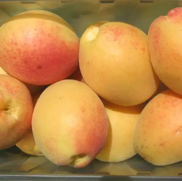 Ананасний Абрикос