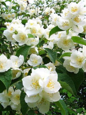 anna_sakse_zhasmin-700x508-1.jpg Жасмин "Лікарський"