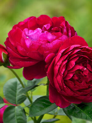 аскот Троянда Аскот