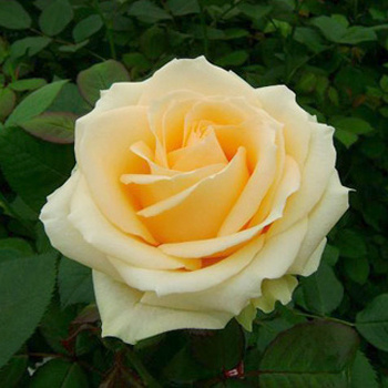 Троянда Піч Аваланш (Peach Avalanche)