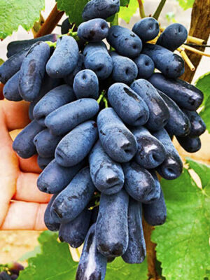 Виноград "Аватар"