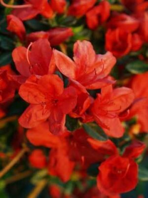 Азалія Японська “Stewartstonian”