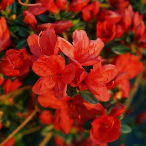 Азалія Японська “Stewartstonian”