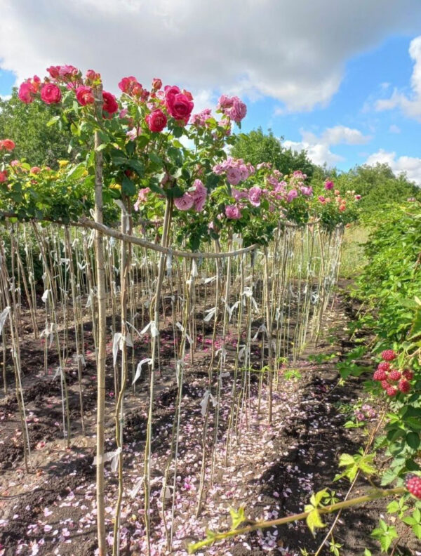 b5f41225-dae3-46c3-9e41-7063b486b1cf.jpeg Троянда на штамбі Боніка