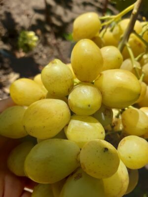 Виноград "Бананас"сорт ранній