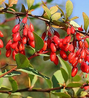 барбарис Барбарис Вулгаріс