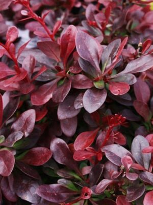 Барбарис декоративний червонолистий