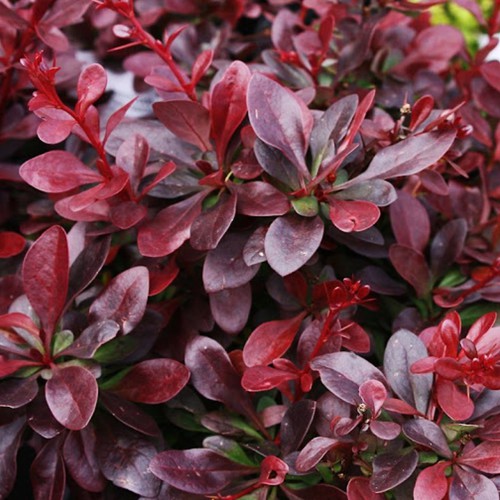 Барбарис декоративний червонолистий