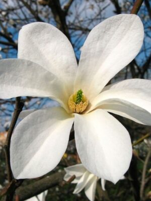 Керрія Японська Біла