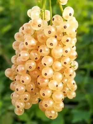 Біла Фея смородина (Порічка-жовта)