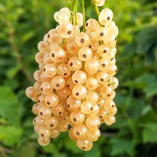 Біла Фея смородина (Порічка-жовта)