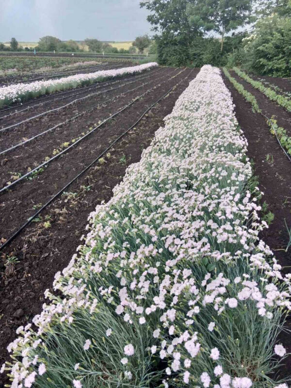 bila-troyanda.jpg Гвоздика біла