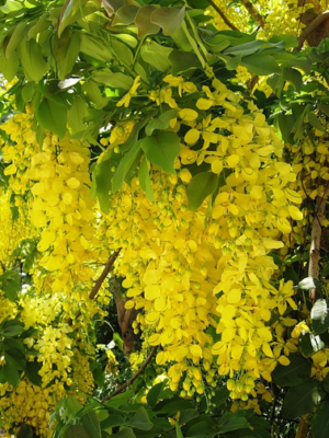 bobovnik5.png Бобовник