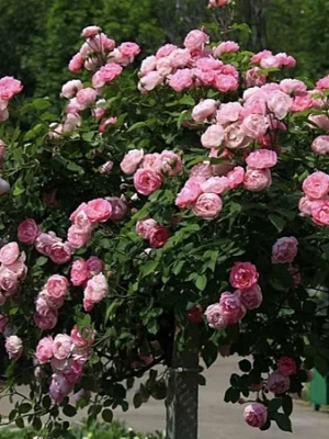 Троянда на штамбі Боніка