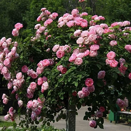 боніка Троянда на штамбі Боніка