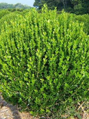 Самшит (30-40 см)