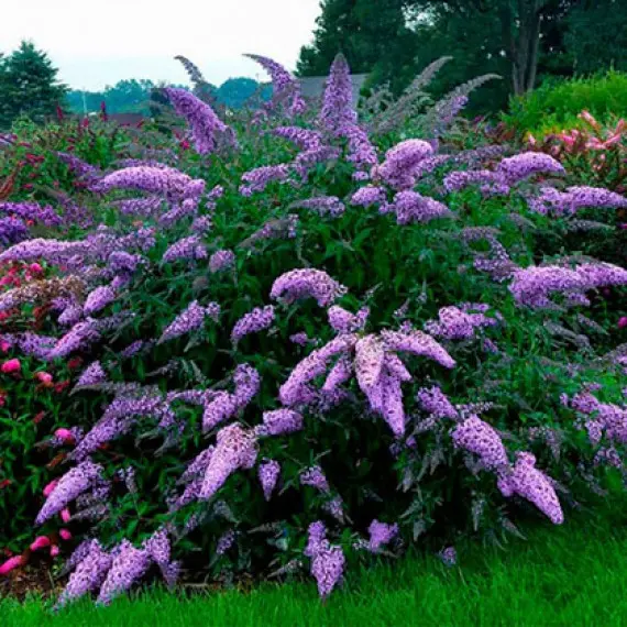 buddleya-davida-nano-blu-570x570-1.webp Будлея