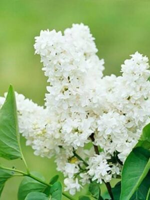 Бузок "Бетсі Росс" Саджанці дворічні