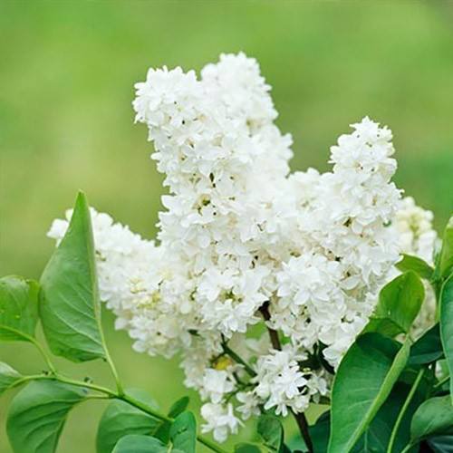 Бузок "Бетсі Росс" Саджанці дворічні