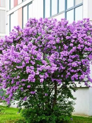 Бузок "Китайський "Саджанці дворічні