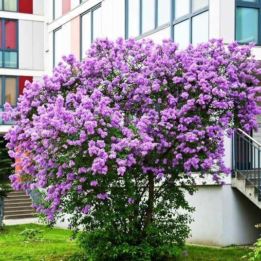 Бузок "Китайський "Саджанці дворічні