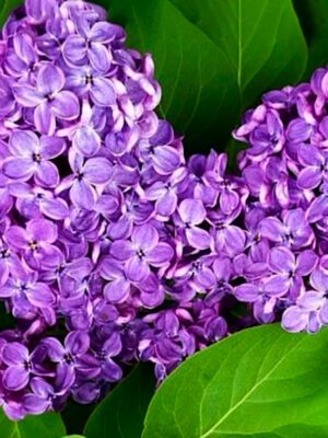 Бузок "Лікарський" Саджанці дворічні