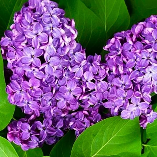 Бузок "Лікарський" Саджанці дворічні