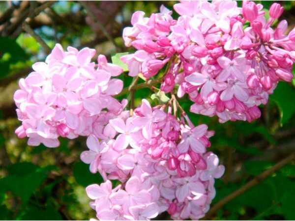 Бузок (Syrínga) Бузок (Syrínga)