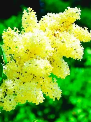 Бузок жовтий "Примула" Саджанці дворічні