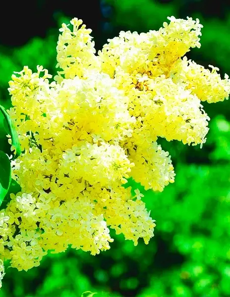 Бузок жовтий "Примула" Саджанці дворічні