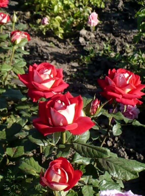 ce1982c3dd12c3a30dab065f65b75e61.jpeg Троянда Нью Фешен (New Fasion)