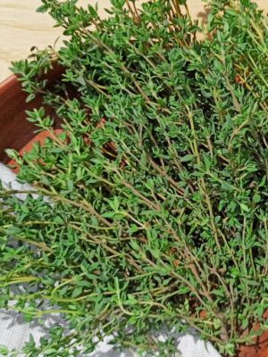 Чебрець декоративний