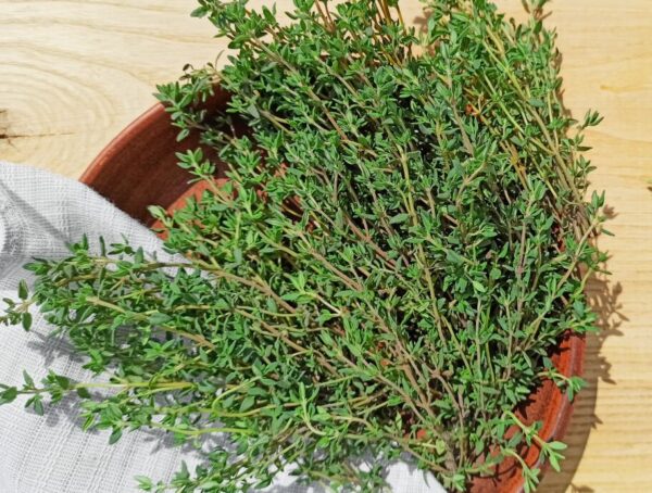 chebretsy-50g Чебрець декоративний