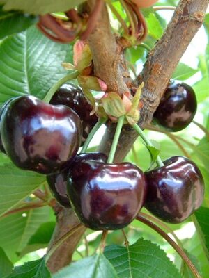 Черешня Бігаро Бурлат Черешня Бігаро Бурлат