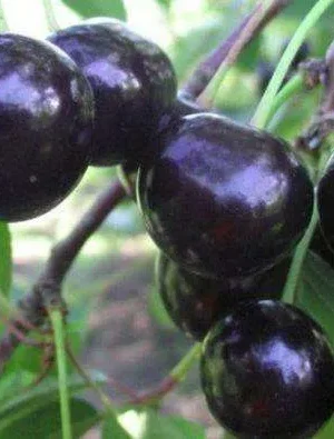 Черешня Чорний принц колона