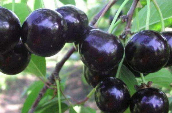 Черешня Чорний принц колона