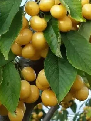 Черешня Дрогана Черешня Дрогана (жовта)