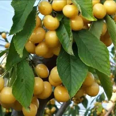 Черешня Дрогана (жовта)