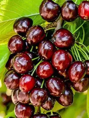 Черешня Регіна