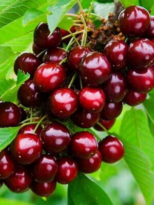 Черешня Лапінс Черешня Лапінс